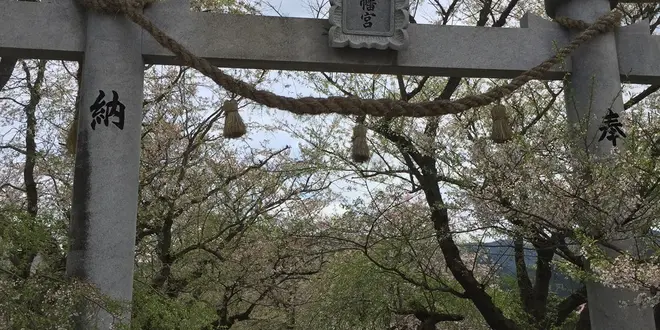 しだれ桜とエヒメアヤメ