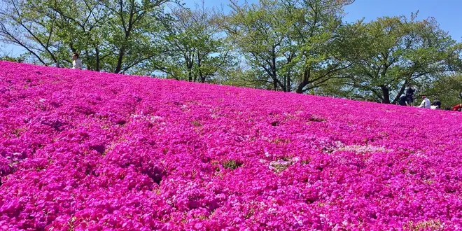 ピクニックにデートに…公園でのんびりっ♡ 東京のオススメ公園特集