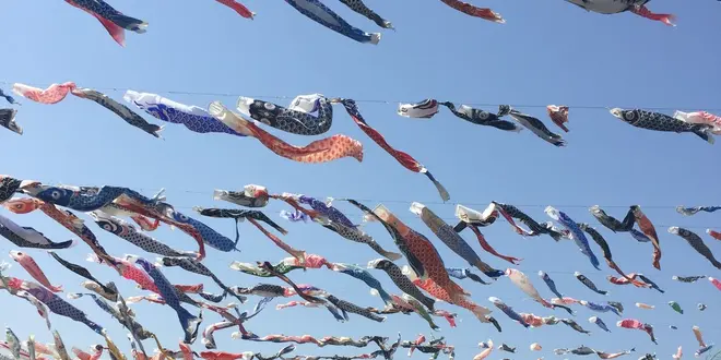 高槻 芥川 1000匹の鯉のぼり
