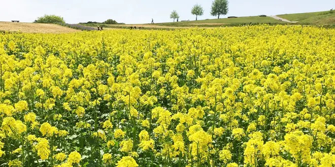 淡路島は花と美味しいがいっぱい！大自然を感じながらココロと体に栄養を♪