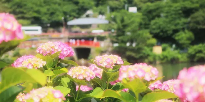 愛犬と紫陽花祭りから菖蒲祭りまで