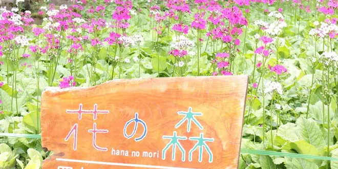 宇津江四十八滝
