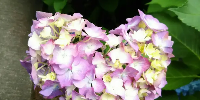 京都 梅雨の紫陽花