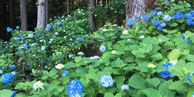 アジサイと鮎料理