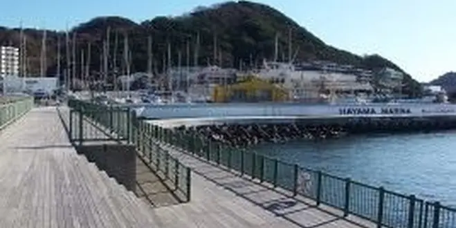 葉山港で釣り