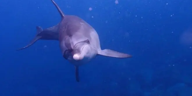 野生のイルカとのんびり泳ぎませんか♡♡