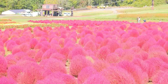 ワンコと一緒にひるがの高原三昧