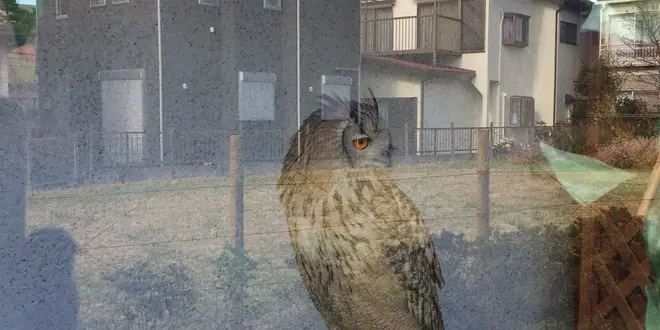 鷹の道を 散策してみました