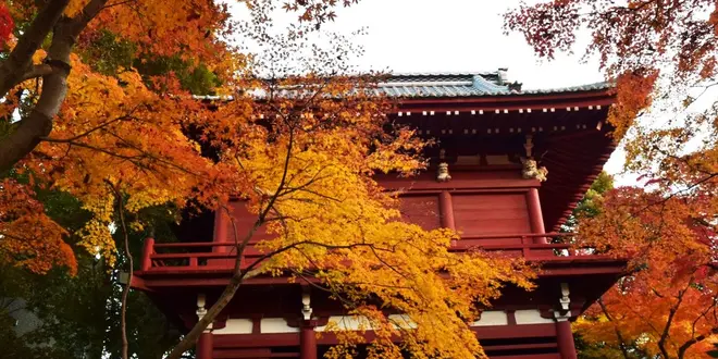 松戸で楽しむ紅葉（北小金）