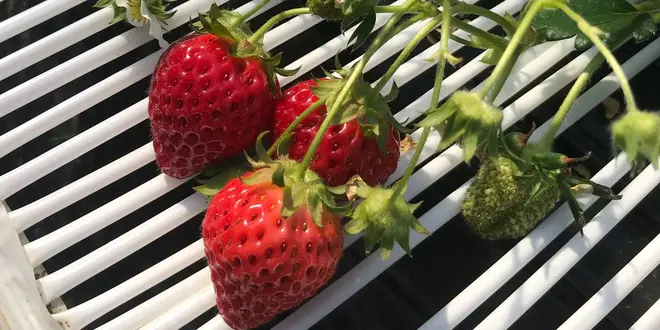 🍓いちご狩り＆BBQ🍖