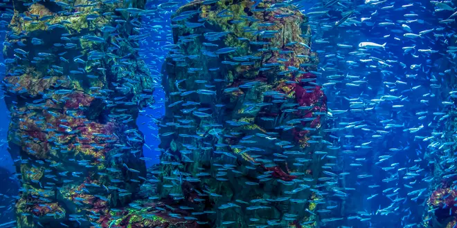大阪･神戸🐠🐟🗼