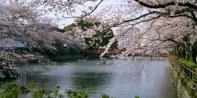 桜の時期は特にオススメ♪　小田原城周辺の散策を楽しもう！