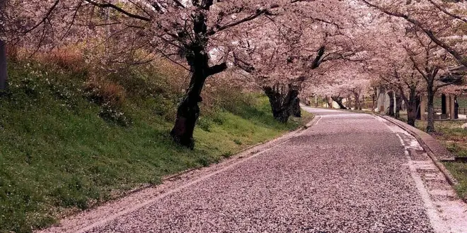 福岡県中間市の桜の名所