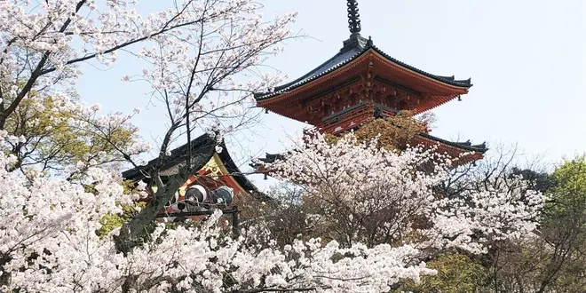 日帰りお花見プラン🌸