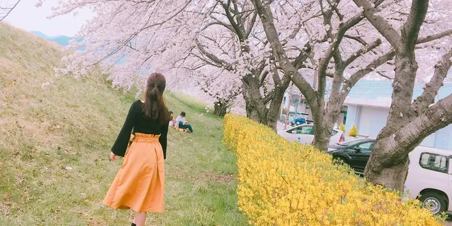 春の絶景といえば…桜並木🌸 in Nagano