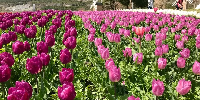 春色見つけた！花の島淡路島