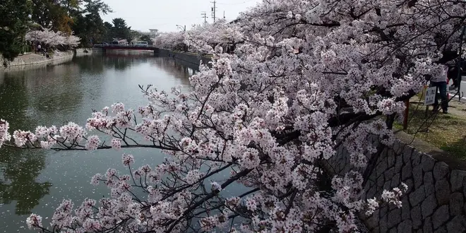 【三重・桑名】定番のお花見スポットに行ったら穴場？もあった🌸