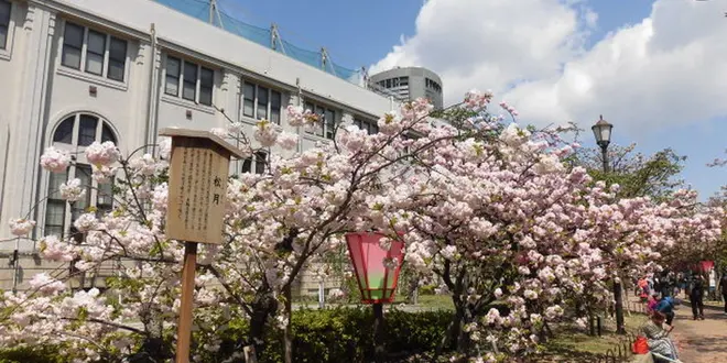 大阪造幣局桜の通り抜けの春