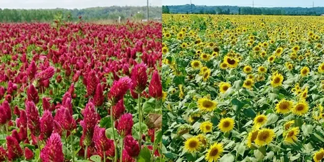 金沢近郊で壮大なお花畑に囲まれる♡ロマンチックフォトスポット!絶品スイーツも♡