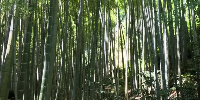 鎌倉散歩