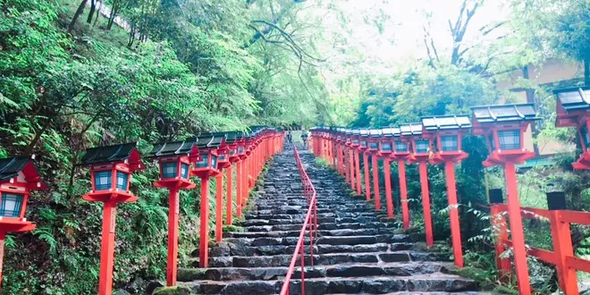 京都🌿青もみじ🍃🍃