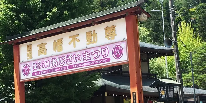 高幡不動尊のあじさいまつりを見てあじさいソフトで一休み