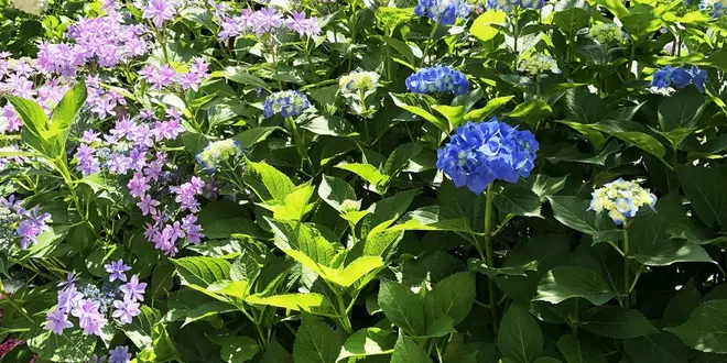 宇治の名所とお抹茶🍵満喫プランetc.