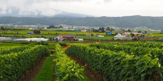 雨の富良野旅行2日目 大雨