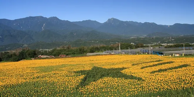 夏はやっぱり明野のひまわり🌻見ないと！！