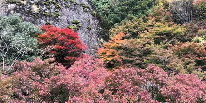 紅葉狩り