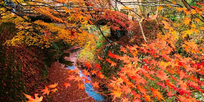 まだ粘る中国地方紅葉ドライブ🍁
