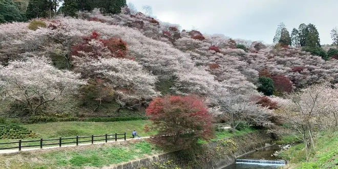 四季桜