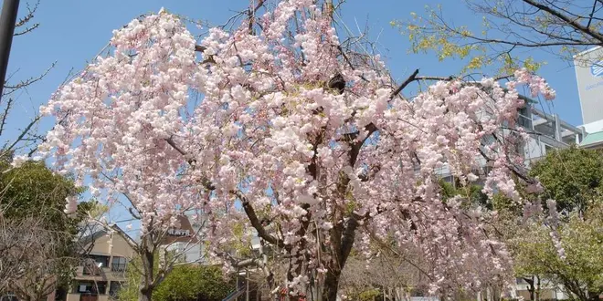 長崎🌸公園でのんびり過ごす一日🌸