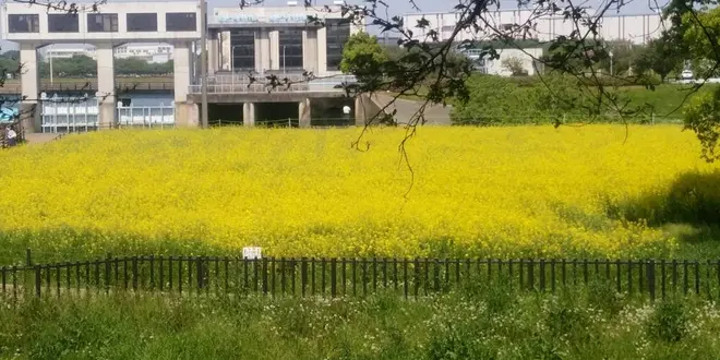 埼玉幸手・権現堂公園で子どももペットもたのしめるブルットマーケット開催！ | 「さいほく」－埼玉県…