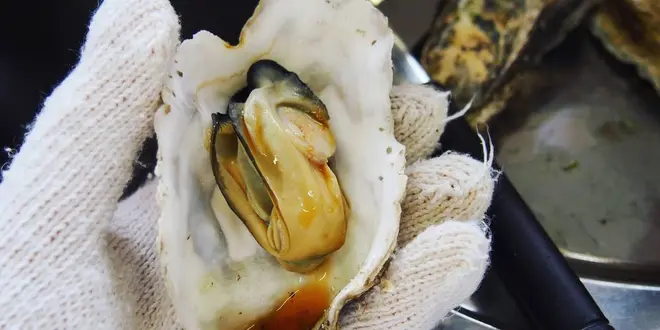 冬の塩釜・松島  美味しい海鮮を食べに行こう！