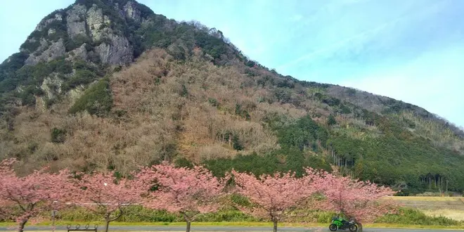 春の伊豆旅行　河津桜祭とまぼろし博覧会と猫の博物館　日帰り