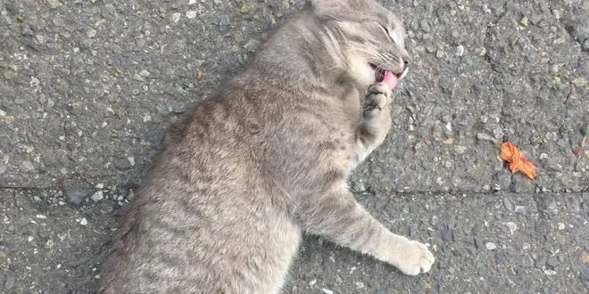 三浦でねこあつめ