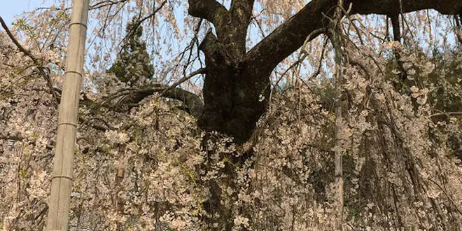 ぶらり高島お花見🌸