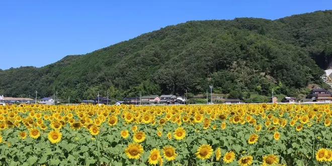 夏はひまわり♪