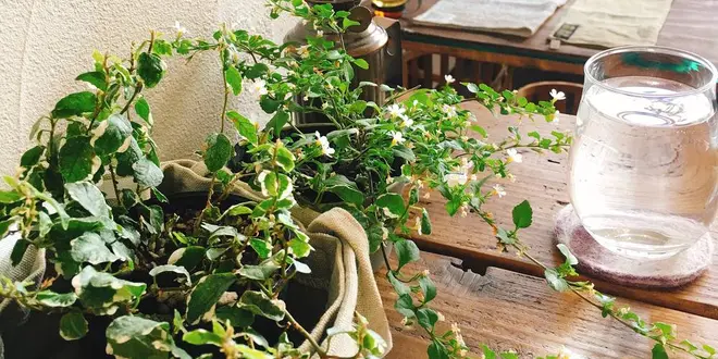 札幌のCafe巡り始めました②✨✨