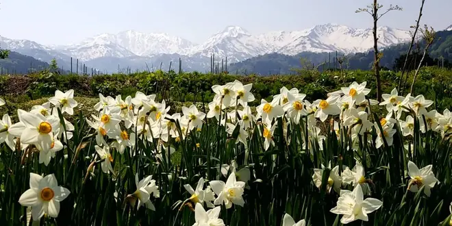 【糸魚川　藤光庵】御朱印と花と手拭いと。