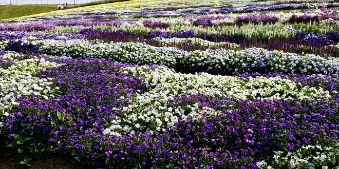 【安曇野　穂高神宮】御朱印と花と手拭いと