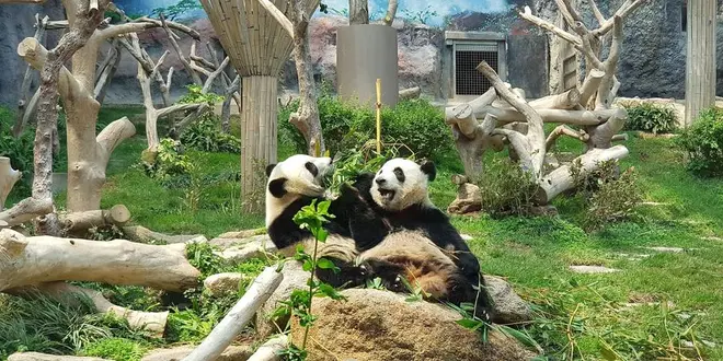 パンダ🐼スパ✨アフタヌーンティー🫖癒しの旅💖マカオ2泊3日
