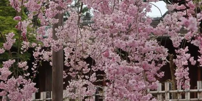 岡山旅行