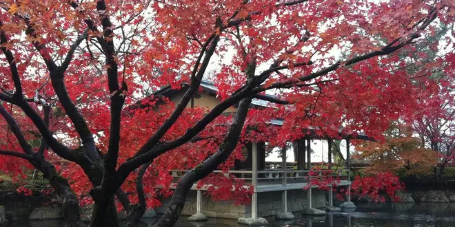 秋の紅葉の名所