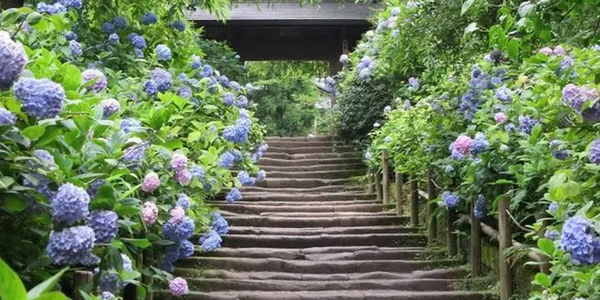鎌倉