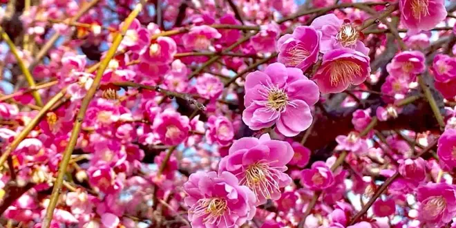 春の花々満喫日帰り旅