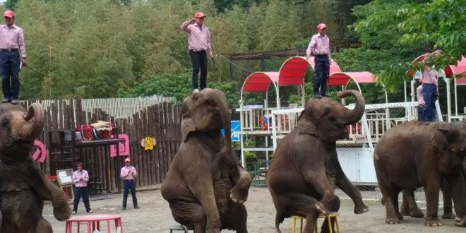"子供が主役"驚愕のぞうの国！なんと象に乗れて鼻にぶら下がれて餌もあげられるって知ってます？
