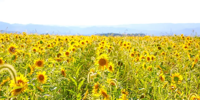 2泊3日🌻日本最北端への旅