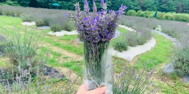 10日間ひとり旅〜庄原・芸北〜